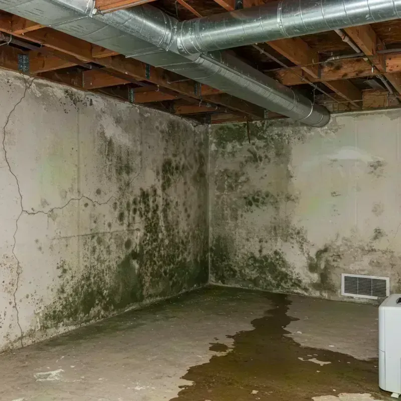 Professional Mold Removal in Hyannis, MA